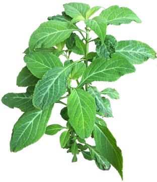Salvia Divinorum Plant